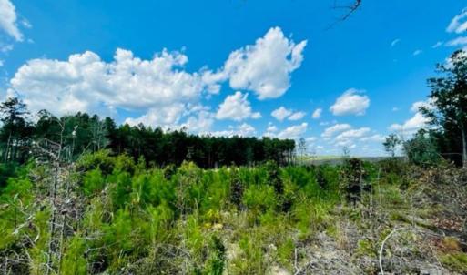 Photo #18 of 27.5 ac Tract Gun O Field, Wallace, SC