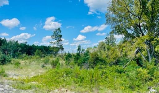 Photo #16 of 27.5 ac Tract Gun O Field, Wallace, SC