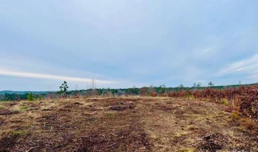 Photo #11 of 27.5 ac Tract Gun O Field, Wallace, SC