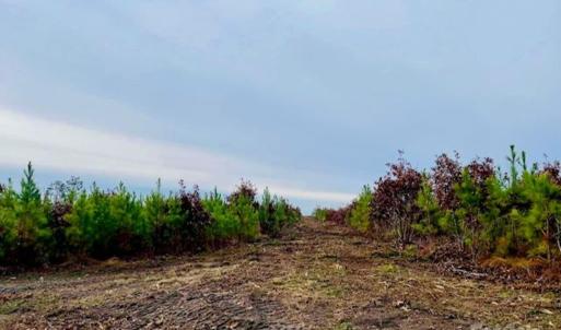 Photo #5 of 27.5 ac Tract Gun O Field, Wallace, SC