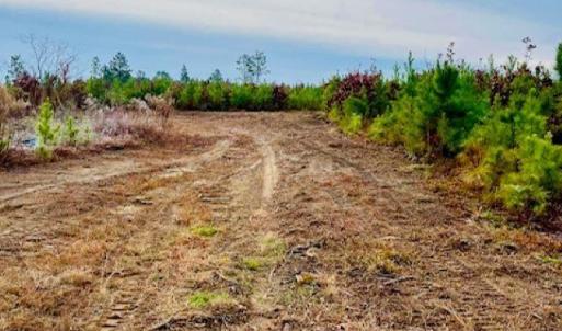 Photo #12 of 27.5 ac Tract Gun O Field, Wallace, SC