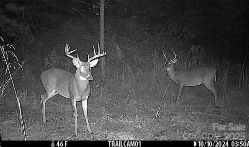 Photo #7 of 1036 Riddle Mill, Clover, SC