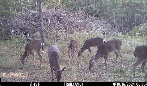 Photo #6 of 1036 Riddle Mill, Clover, SC
