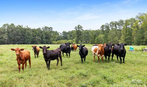 Photo #28 of 1333 Bunnlevel Erwin, Bunnlevel, NC