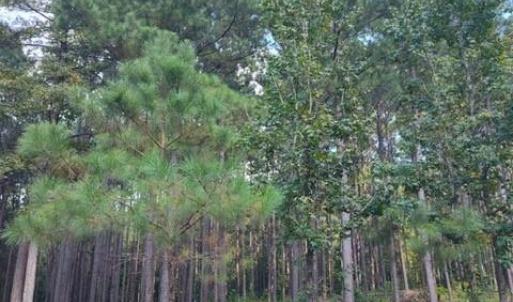 Photo #5 of Lot 109 Riverbluff, Lilesville, NC