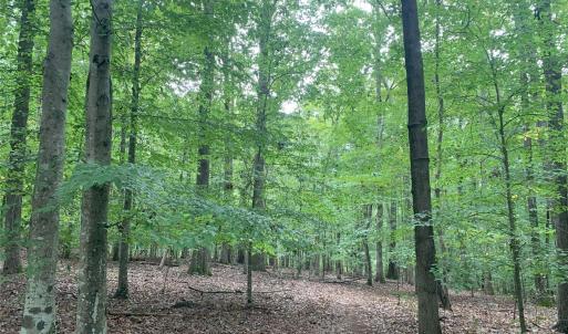 Photo #5 of Fawn, Waxhaw, NC