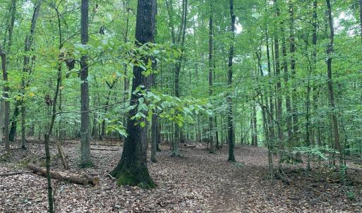 Photo #6 of Fawn, Waxhaw, NC