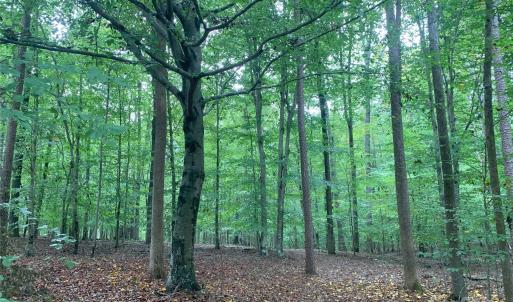 Photo #1 of Fawn, Waxhaw, NC