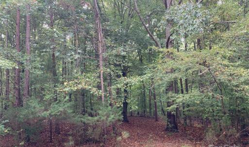 Photo #2 of Fawn, Waxhaw, NC