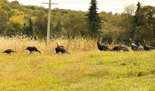 Photo #2 of 24990 Birdhouse, Locust, NC