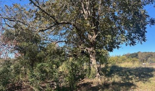 Photo #5 of White Store, Wingate, NC