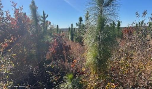 Photo #13 of 3583 Mill Creek, Kershaw, SC