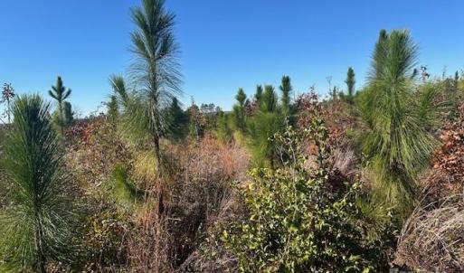 Photo #12 of 3583 Mill Creek, Kershaw, SC