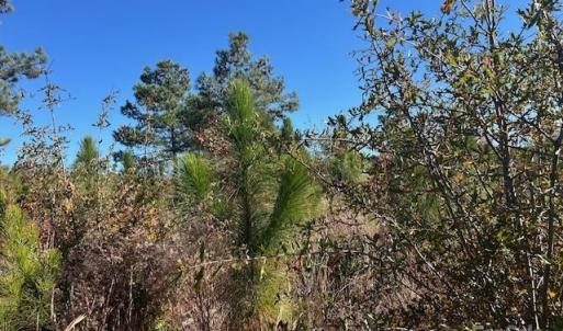 Photo #8 of 3583 Mill Creek, Kershaw, SC