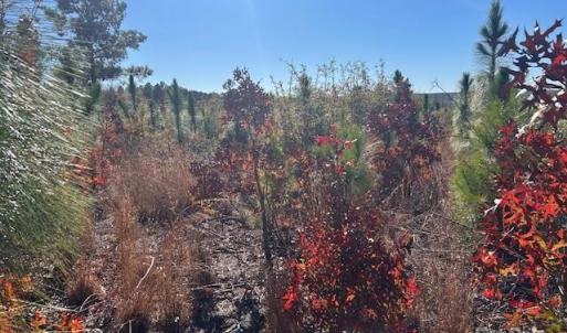 Photo #15 of 3583 Mill Creek, Kershaw, SC