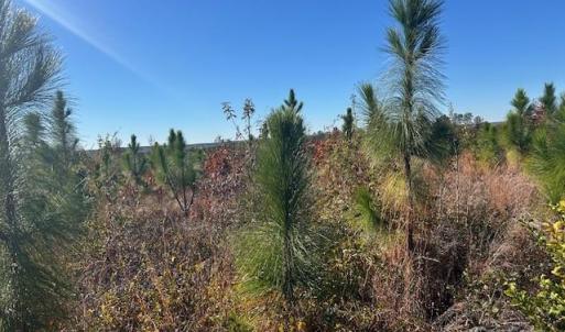 Photo #11 of 3583 Mill Creek, Kershaw, SC