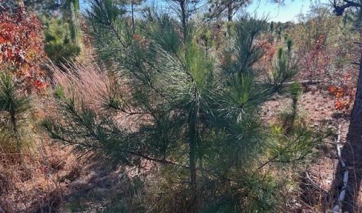 Photo #17 of 3583 Mill Creek, Kershaw, SC