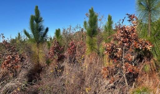 Photo #10 of 3583 Mill Creek, Kershaw, SC