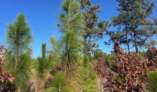 Photo #9 of 3583 Mill Creek, Kershaw, SC