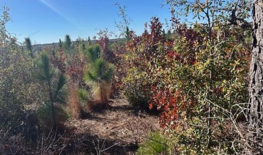 Photo #16 of 3583 Mill Creek, Kershaw, SC