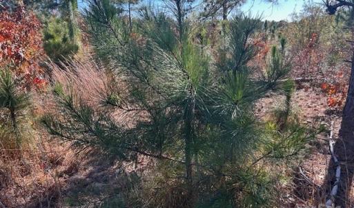 Photo #16 of 3583 Mill Creek, Kershaw, SC