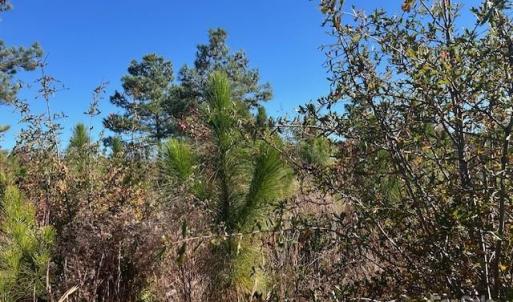 Photo #7 of 3583 Mill Creek, Kershaw, SC