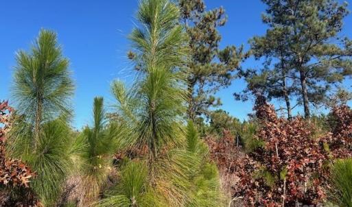 Photo #8 of 3583 Mill Creek, Kershaw, SC
