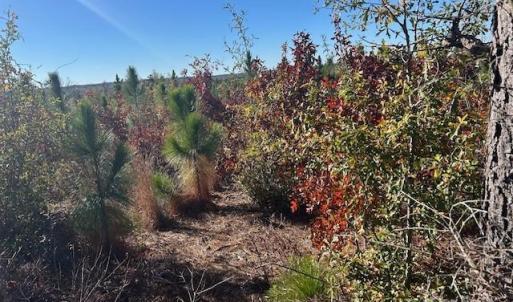 Photo #15 of 3583 Mill Creek, Kershaw, SC