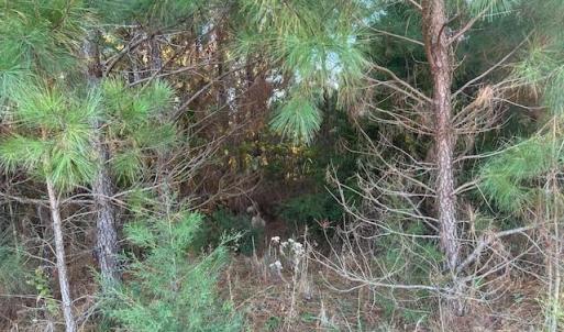 Photo #4 of Edwards, Fort Lawn, SC