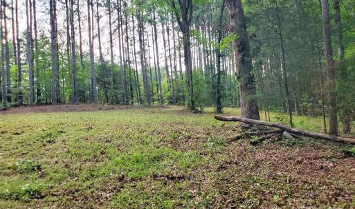 Photo #5 of Bovine, Richburg, SC