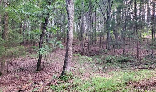 Photo #4 of Bovine, Richburg, SC