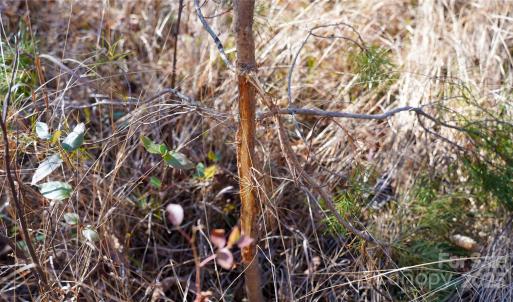 Photo #13 of 522 Whitworth, Clover, SC