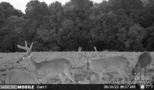 Photo #31 of Hasty, Marshville, NC