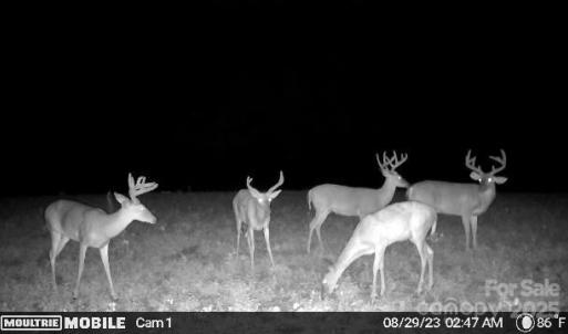 Photo #26 of Hasty, Marshville, NC