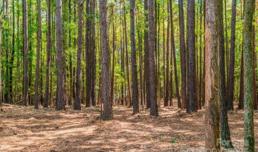 Photo #3 of Sandlapper, York, SC