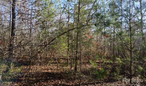 Photo #11 of 14+/-AC Canipe, York, SC