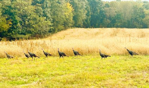 Photo #4 of 24990 Birdhouse, Locust, NC