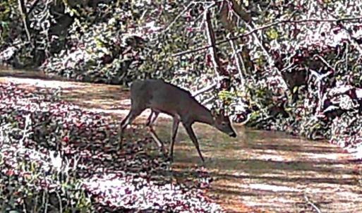 Photo #11 of Lot #7 Winnie Hole, Richburg, SC