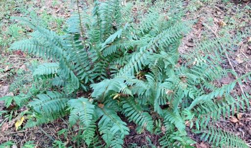 Photo #13 of Lot #7 Winnie Hole, Richburg, SC