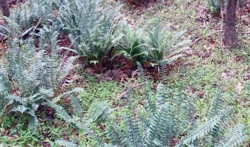 Photo #9 of Lot #7 Winnie Hole, Richburg, SC