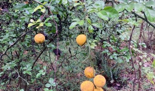 Photo #10 of Lot #7 Winnie Hole, Richburg, SC