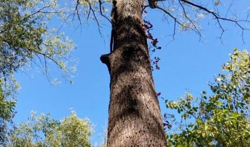 Photo #5 of Lot #7 Winnie Hole, Richburg, SC