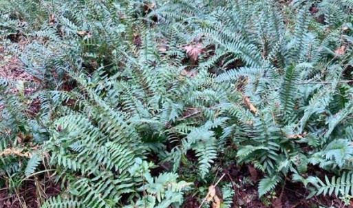 Photo #18 of Lot #7 Winnie Hole, Richburg, SC