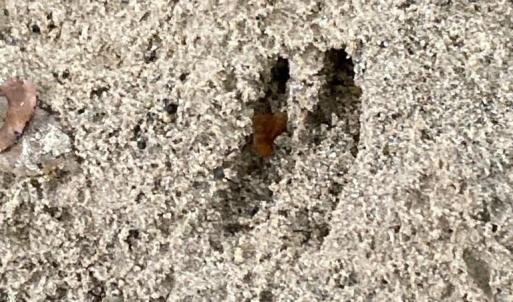 Photo #12 of Lot #7 Winnie Hole, Richburg, SC