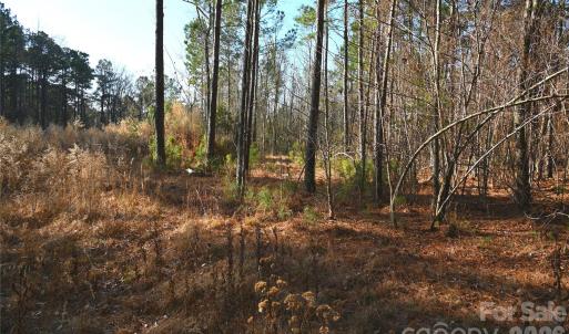 Photo #12 of Mattocks, Maysville, NC