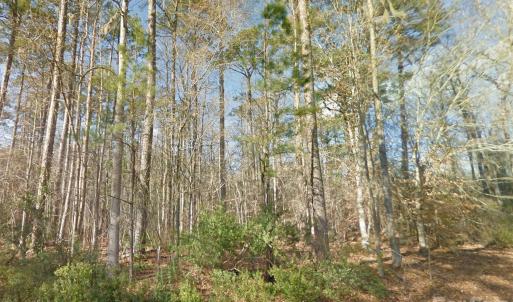 Photo #4 of Mattocks, Maysville, NC