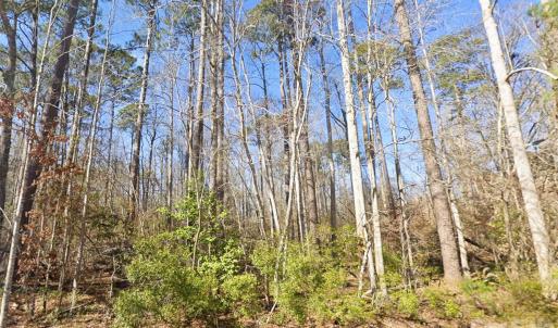 Photo #6 of Mattocks, Maysville, NC