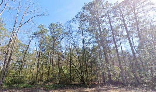 Photo #7 of Mattocks, Maysville, NC