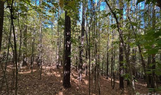 Photo #36 of 5 AC Lot 2 Ernandez, Richburg, SC