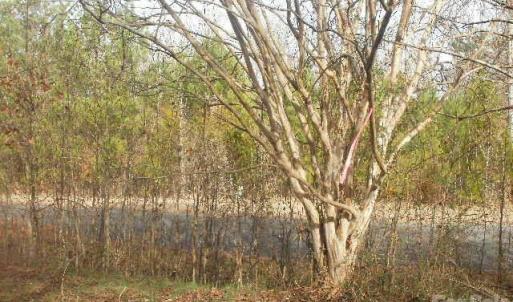 Photo #10 of 433 Parson, Wadesboro, NC